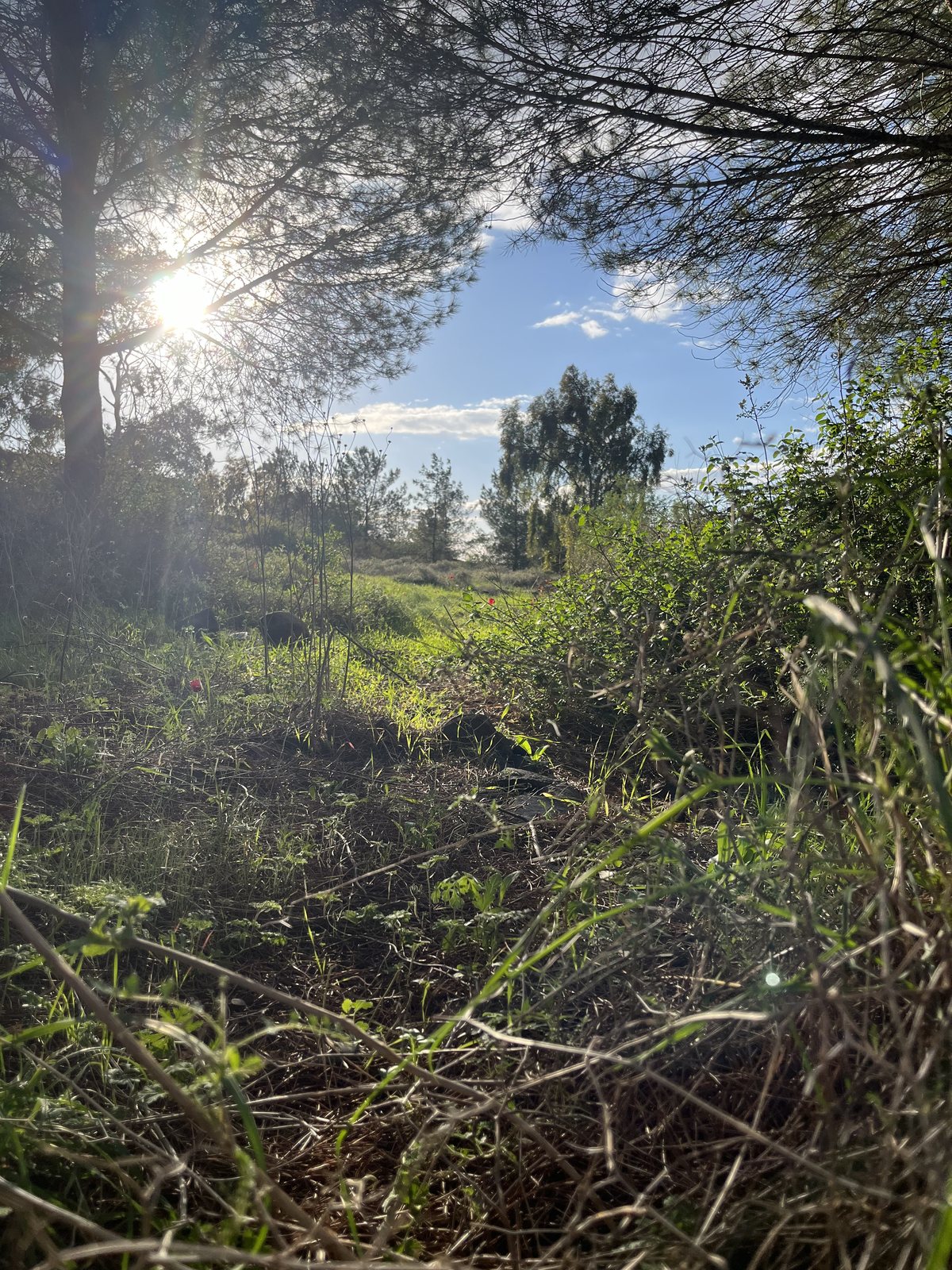 אור שמש חודר בין העצים
