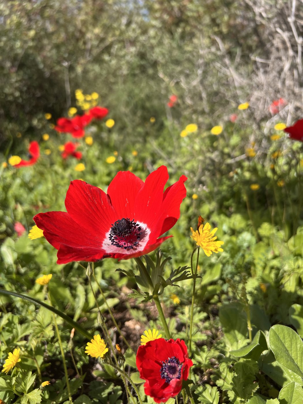 כלנית אדומה ופרחי בר בשטח